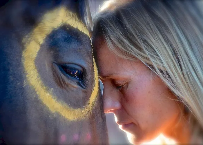The Mountain Lion - Horses Sedona's Loved *